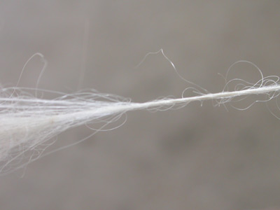 spinnen